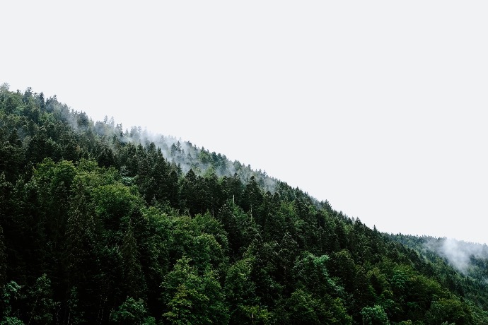 low angle view of green trees